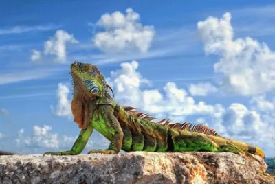 imagens