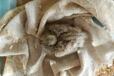 Pigeonneau Chinese Owl jigsaw puzzle