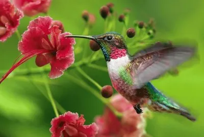 DÃ­a Internacional de las Aves