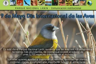 DÃ­a Internacional de las Aves