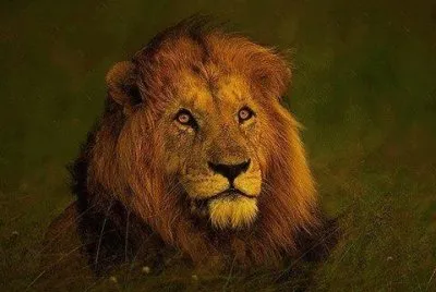 Big cats