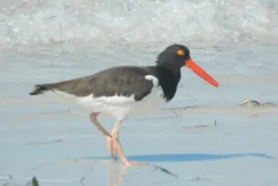 Bird Fort Desoto, FL jigsaw puzzle