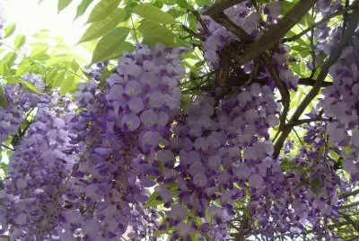 Glicinia jigsaw puzzle