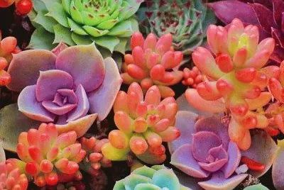 Suculentas jigsaw puzzle
