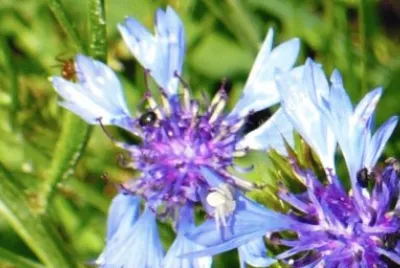 Wild batchelor buttons with insects jigsaw puzzle
