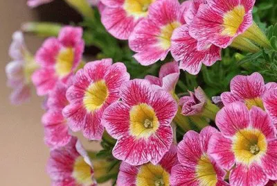 imagens jigsaw puzzle