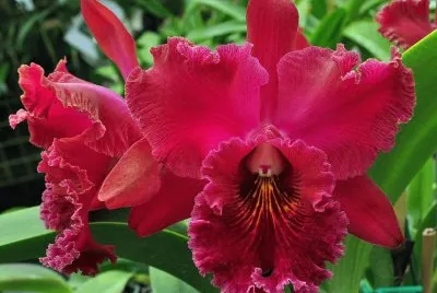 imagens jigsaw puzzle