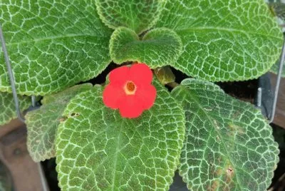 פאזל של Flor exótica