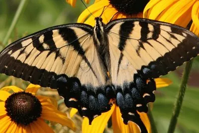 butterfly_color