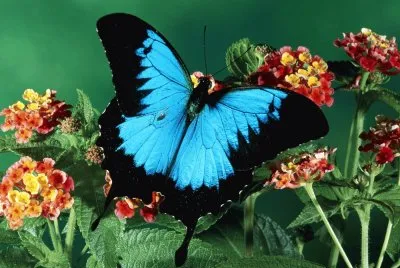 פאזל של butterfly_color_