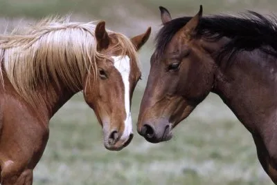horse_color