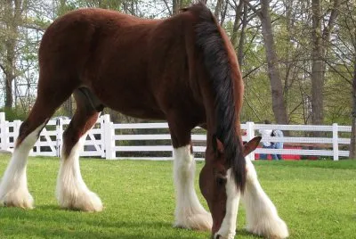 horse_color_