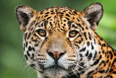 jaguar_face_