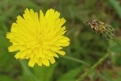 Dandelion2