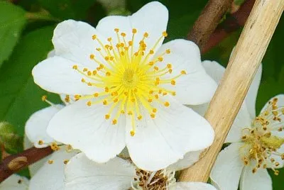 White wild rose2
