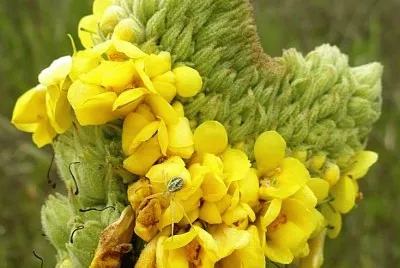 Yellow flowers on spike