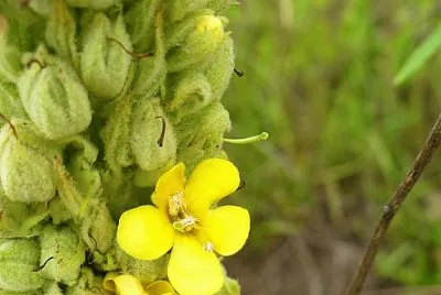 Yellow flower on spike1