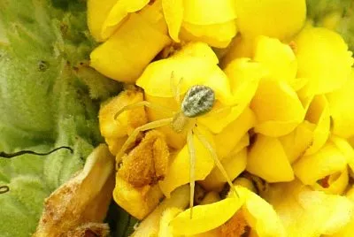 Small spider in flower