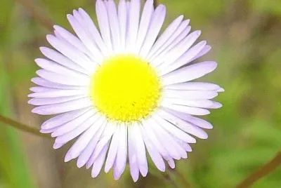 Lesser fleabane