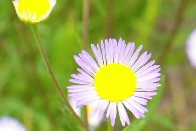 Lesser fleabane flowers