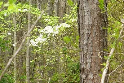 Dogwood flowers in woods jigsaw puzzle