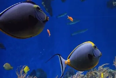 Fish