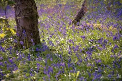 Bluebells jigsaw puzzle