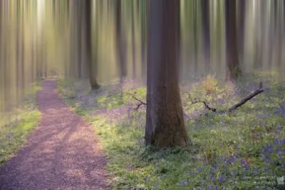 Enchanted Forest jigsaw puzzle