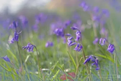 Bluebells 2 jigsaw puzzle
