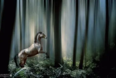 The forest King jigsaw puzzle
