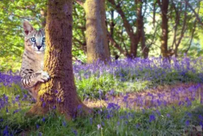 Wonderland bluebells jigsaw puzzle