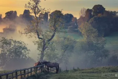 Horses in the Cotswold mist jigsaw puzzle
