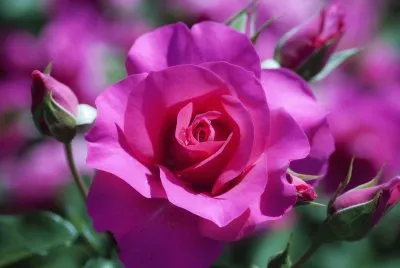rosa rosa