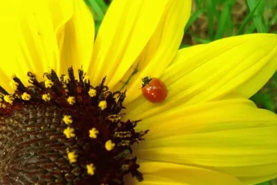Naturaleza