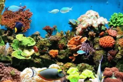 Under the Sea