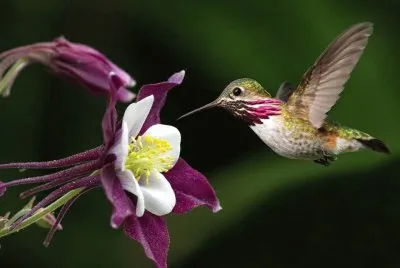 Colibri