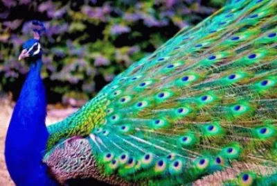 Pavo real