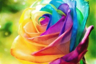 Rainbow Rose