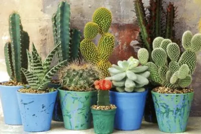 Suculentas   Cactus jigsaw puzzle