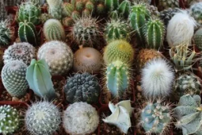 Cactus jigsaw puzzle