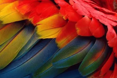 Plumas