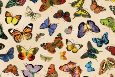 Mariposas