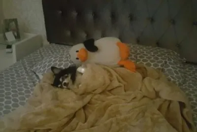 פאזל של Nick com Frio