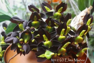 CATASETUM