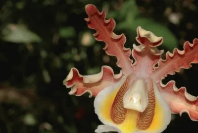 FIERA