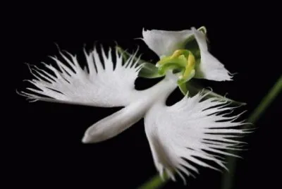 GARCETA BLANCA