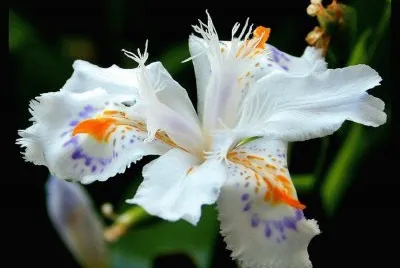 MAJESTUOSA
