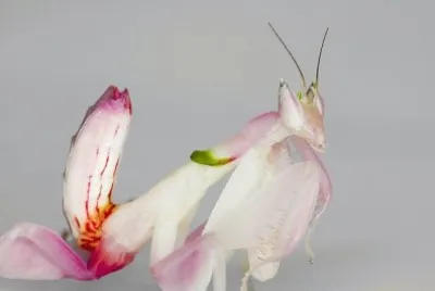 MANTIS