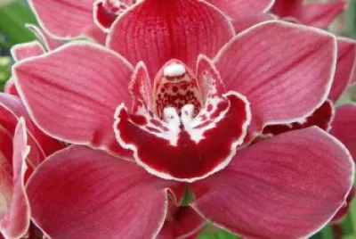 CYMBIDIUM