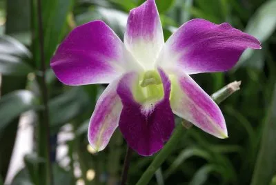 PURPURA